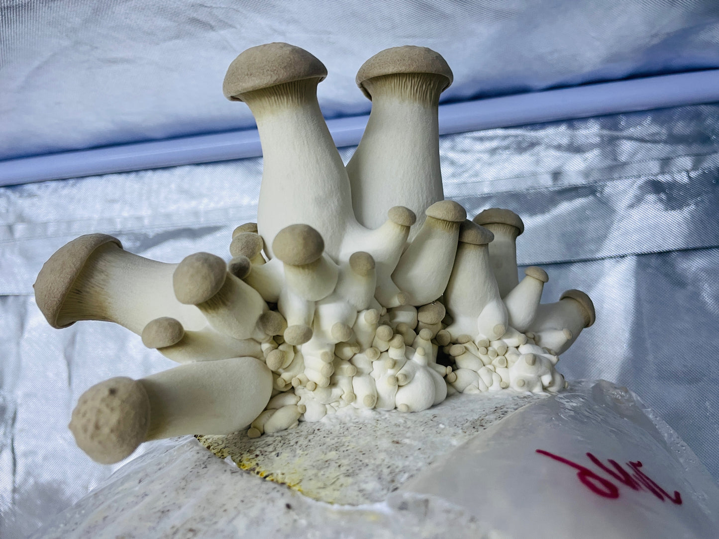 Fresh King Oyster Mushrooms